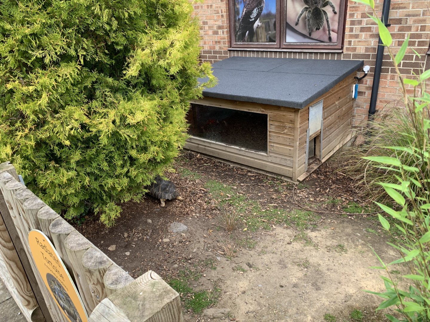 Radiated Tortoise Enclosure at Northumberland College Zoo (2020)
