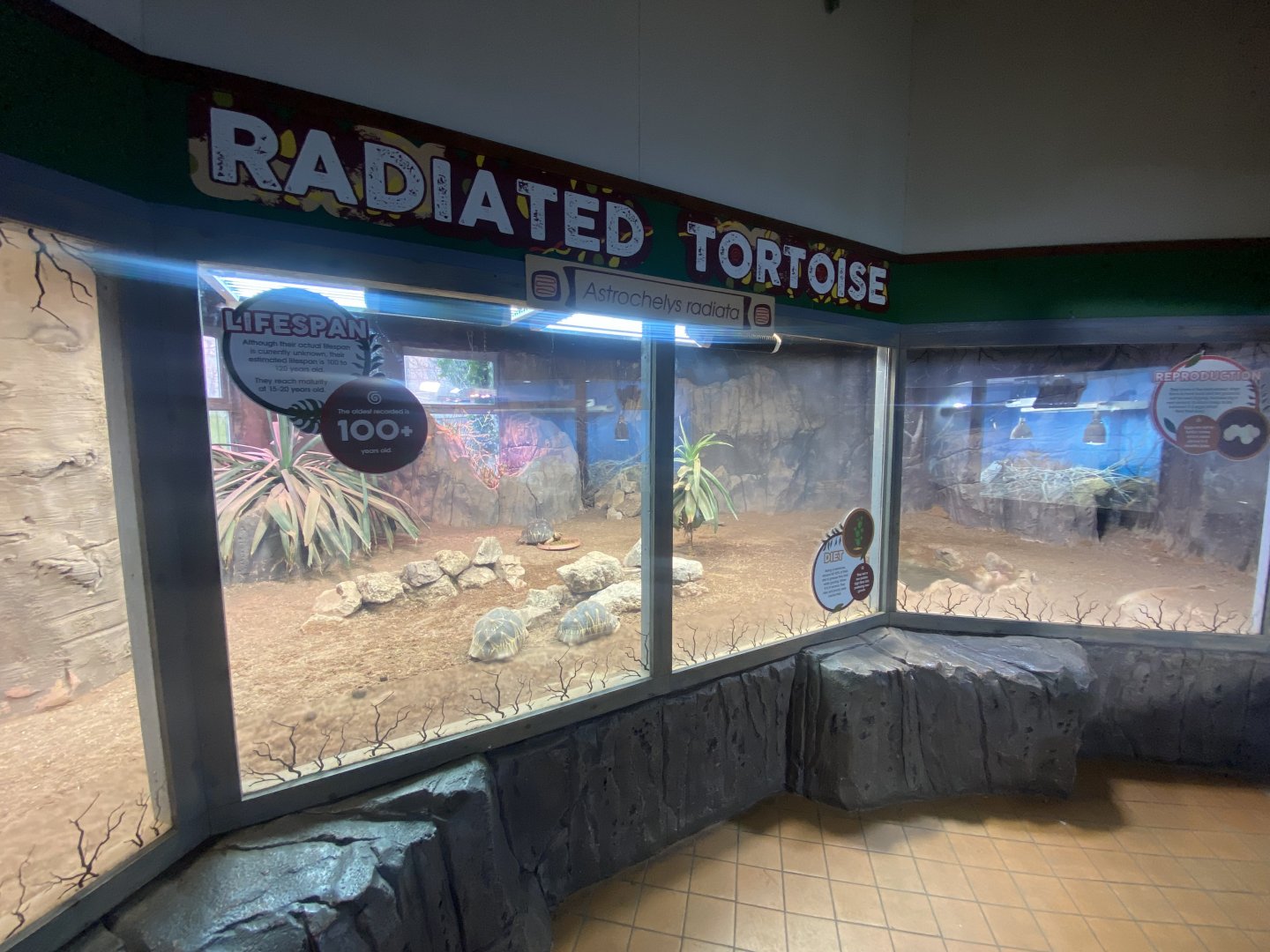 Radiated tortoise exhibit 040324