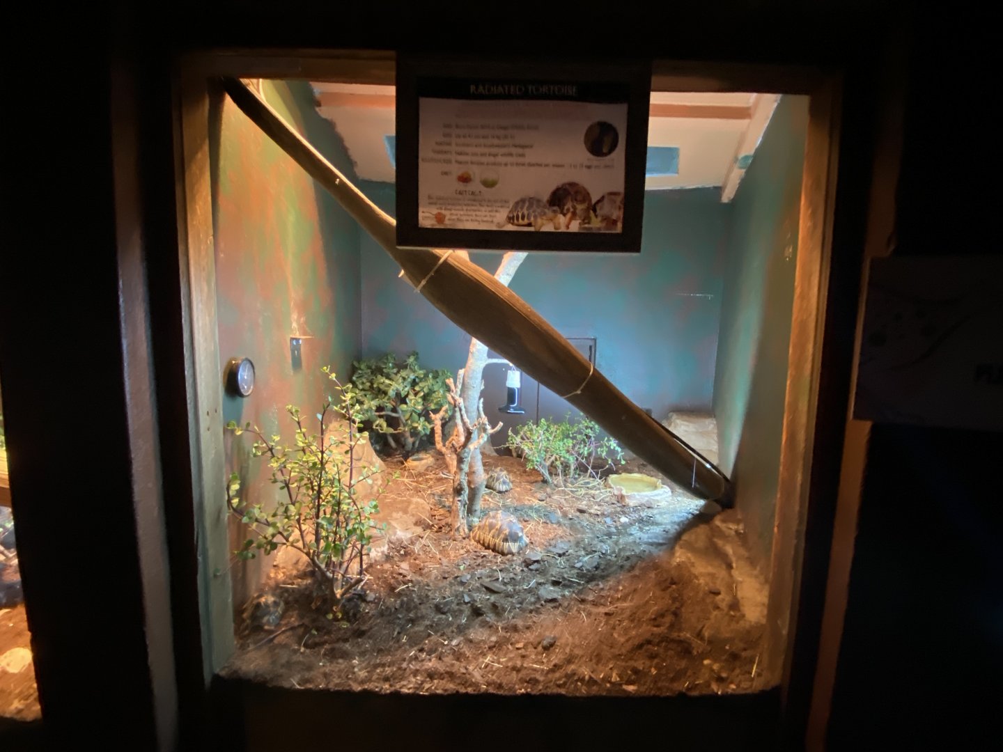 Radiated tortoise exhibit 1