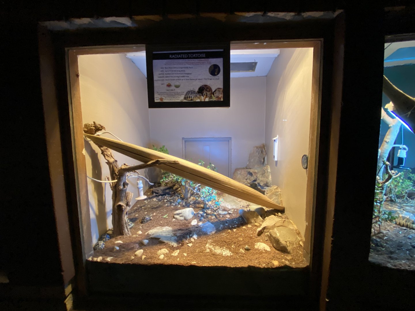 Radiated tortoise exhibit 2