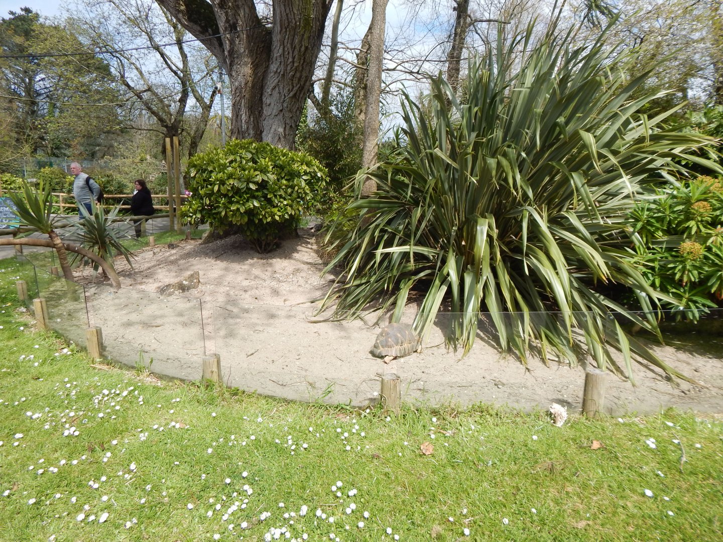 Radiated tortoise exhibit 240424
