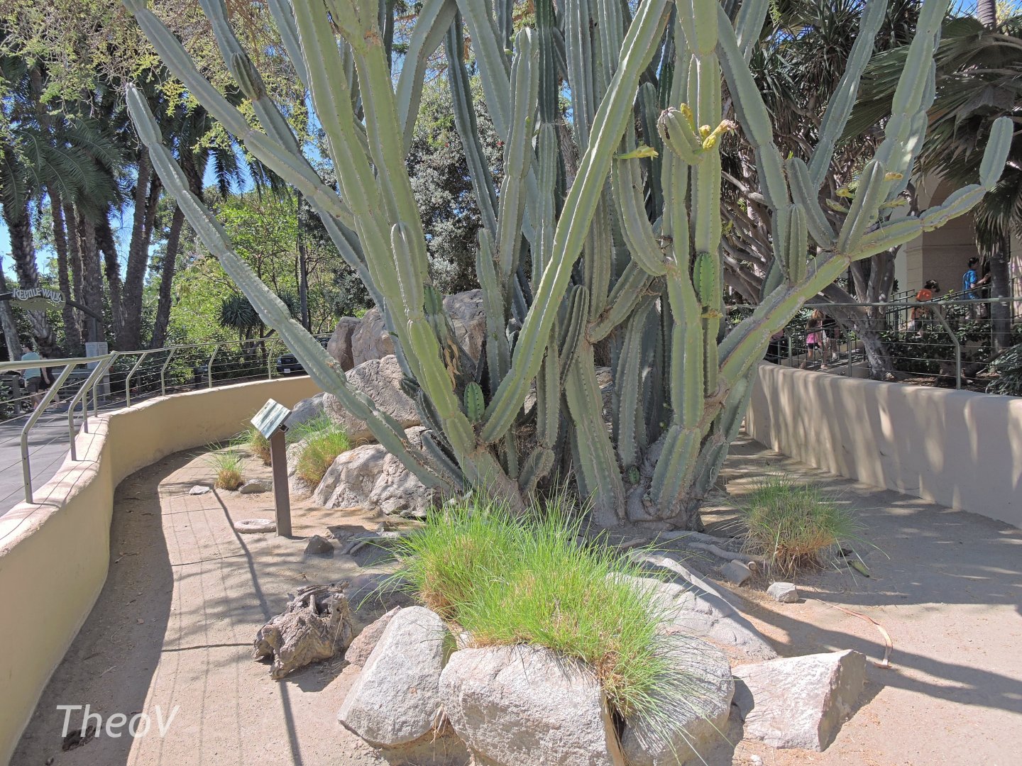 Radiated tortoise exhibit - Discovery Outpost [2015]