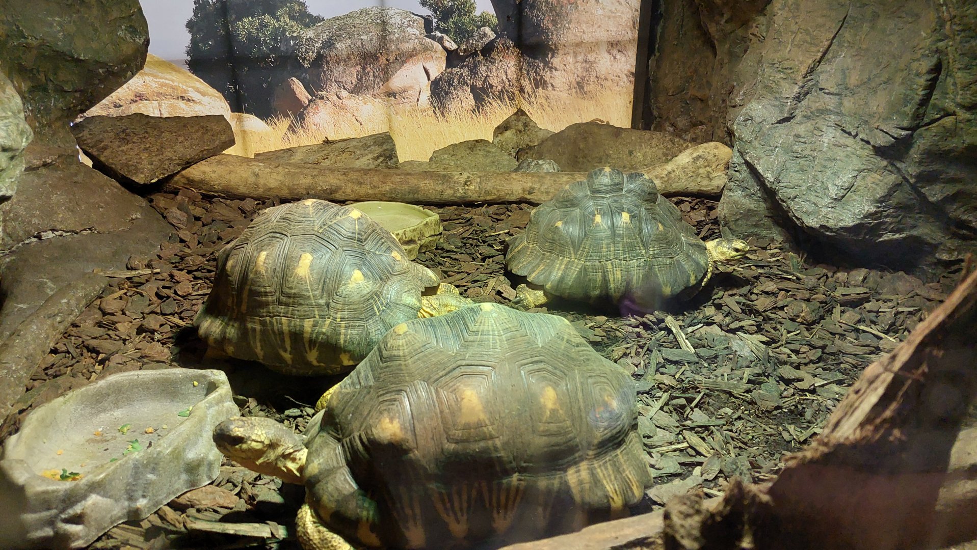 Radiated Tortoise exhibit- Madagascar
