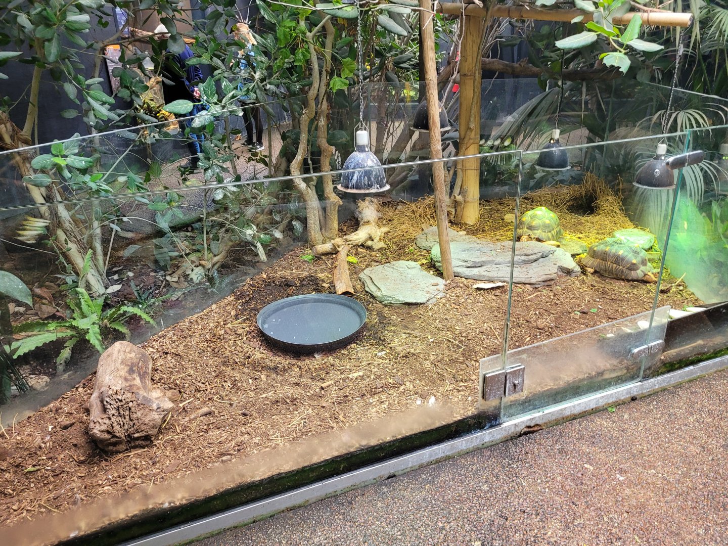 Radiated tortoise exhibit -Parc Zoologique de Paris (2022)