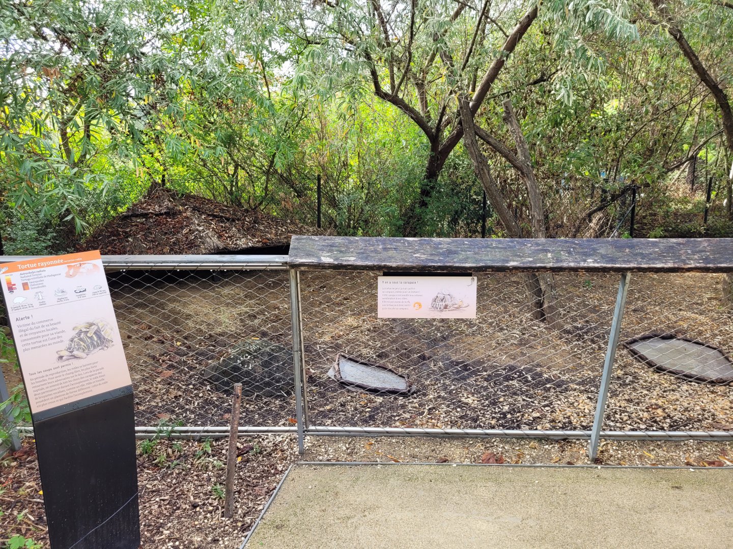Radiated tortoise exhibit -Parc Zoologique de Paris (2022)
