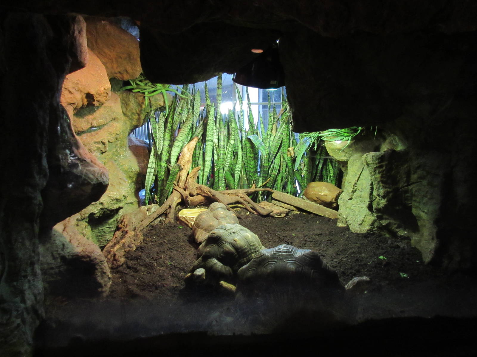 Radiated Tortoise Exhibit - shockingly small
