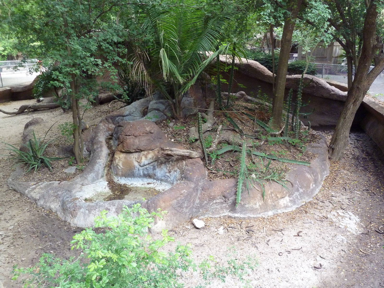 Radiated Tortoise Exhibit
