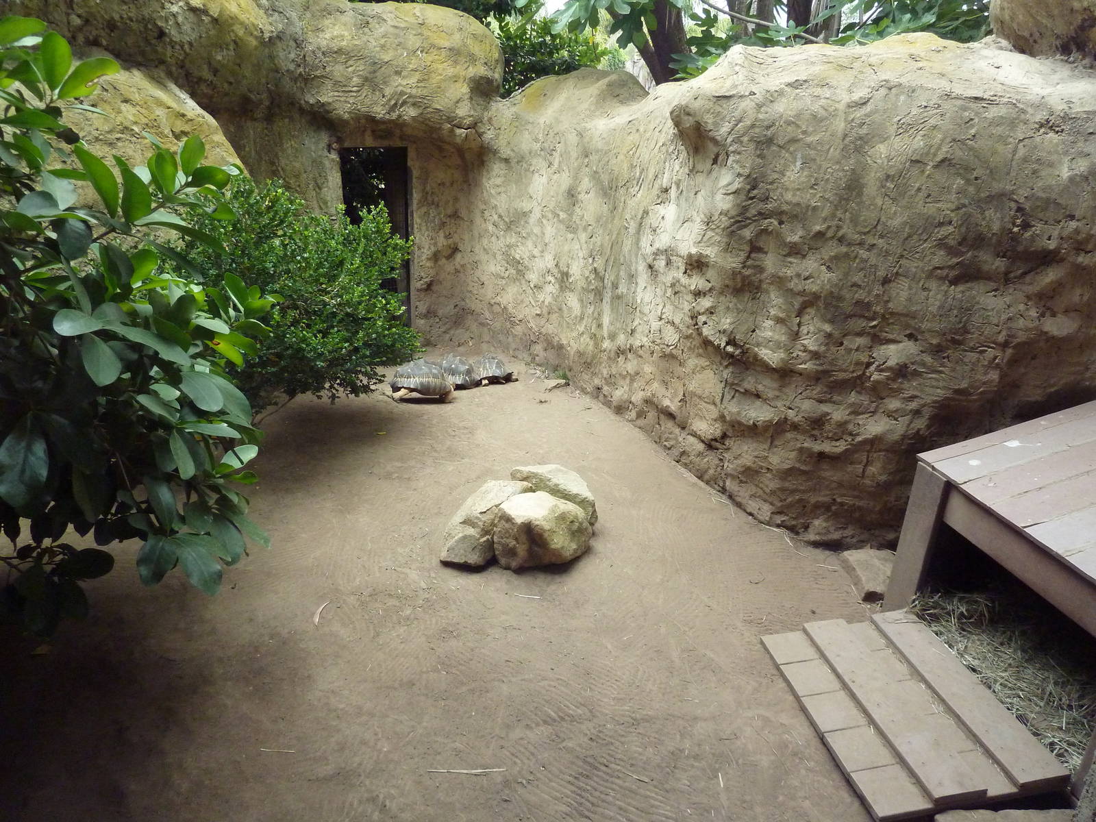 Radiated Tortoise Exhibit