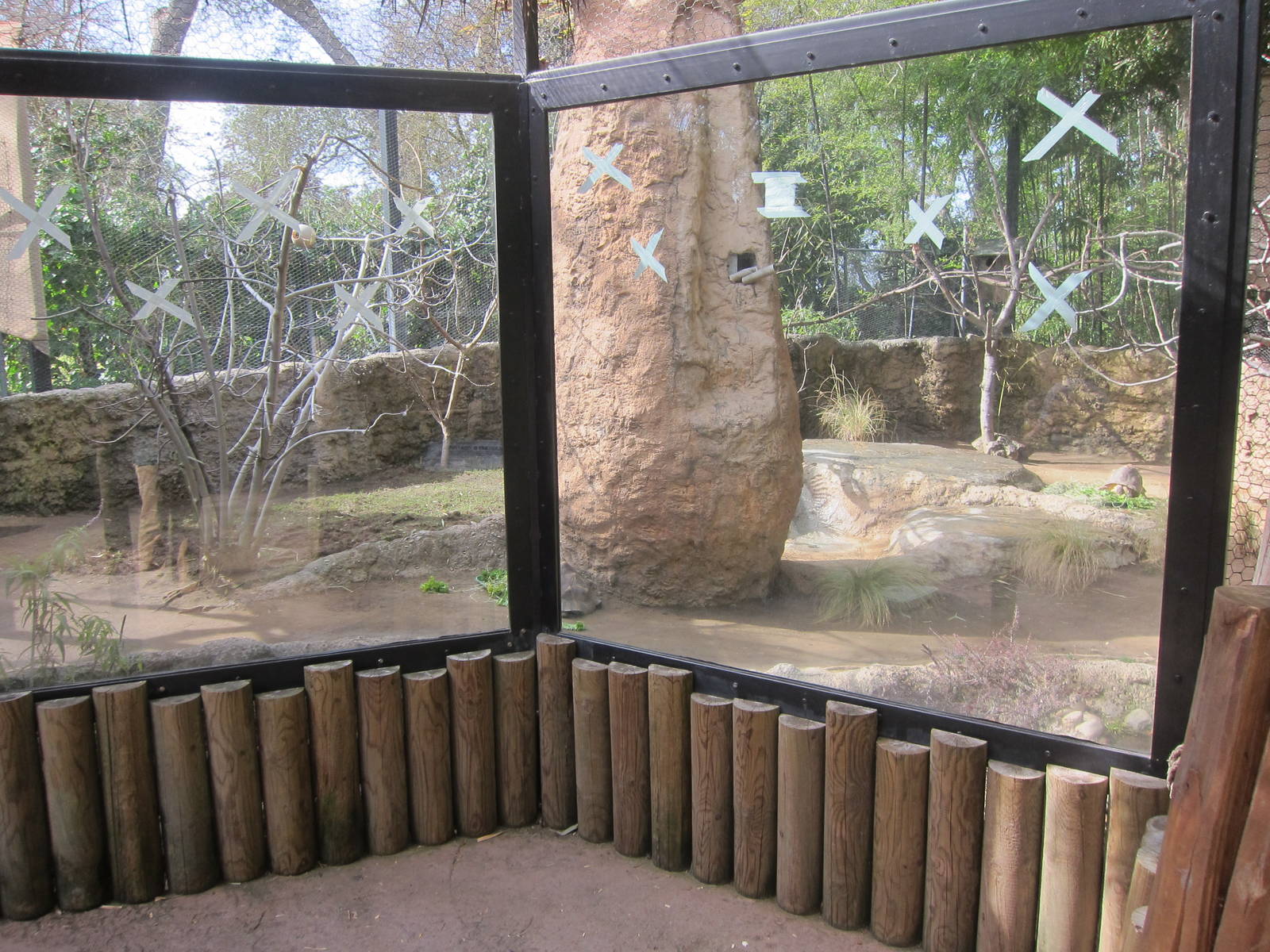 Radiated Tortoise Exhibit