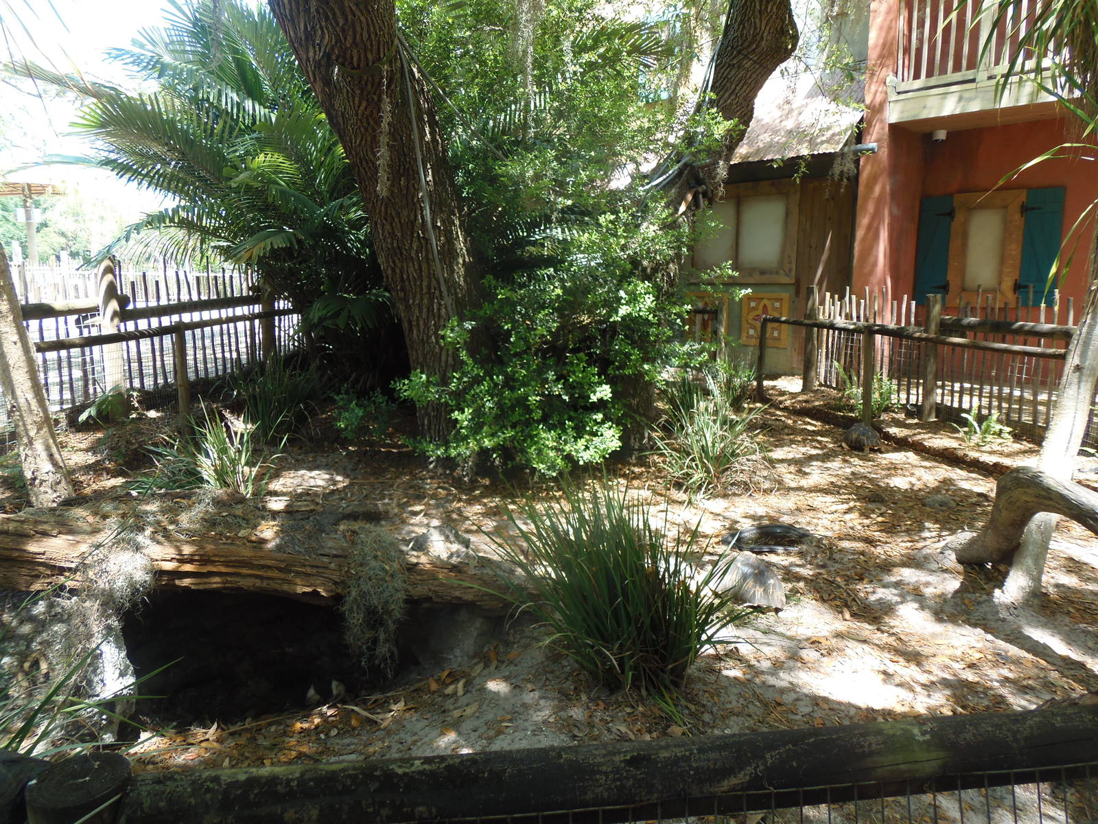 Radiated Tortoise Exhibit