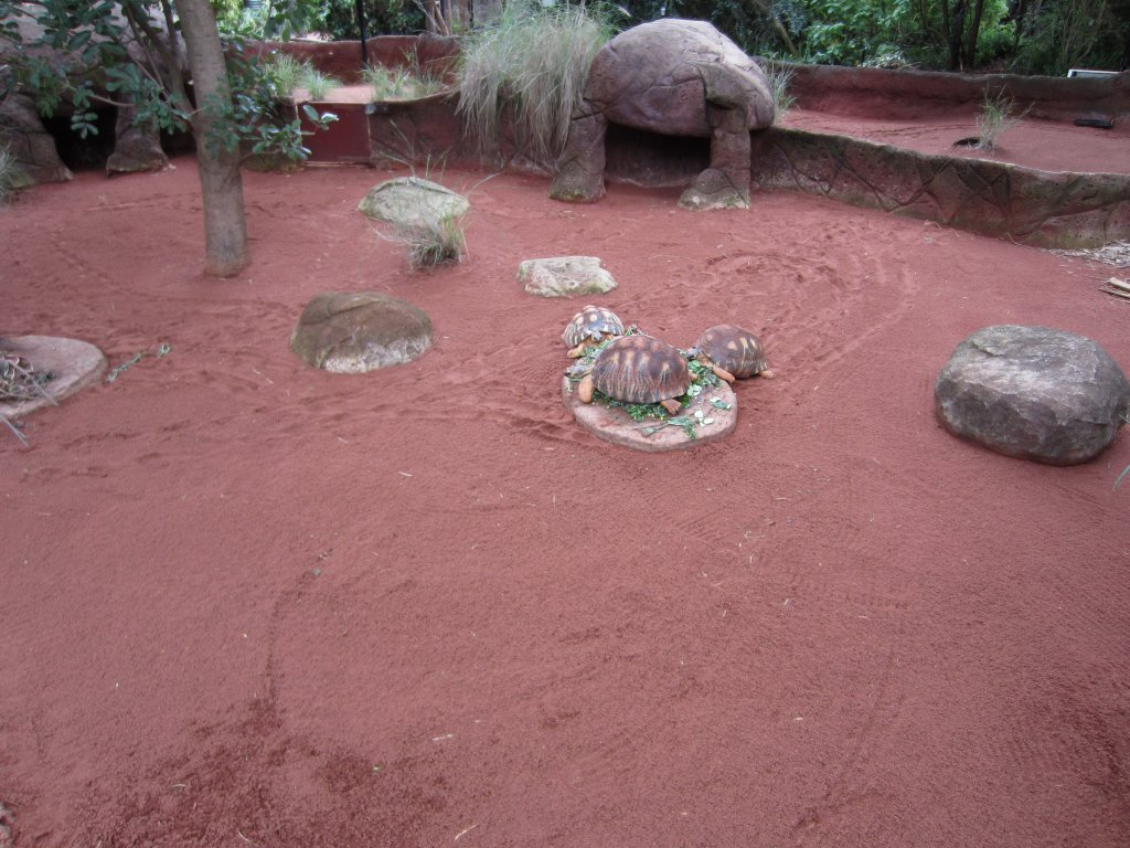 Radiated Tortoise exhibit