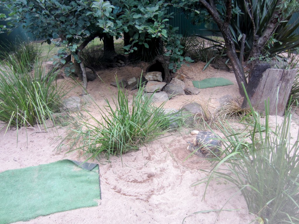 Radiated Tortoise Exhibit