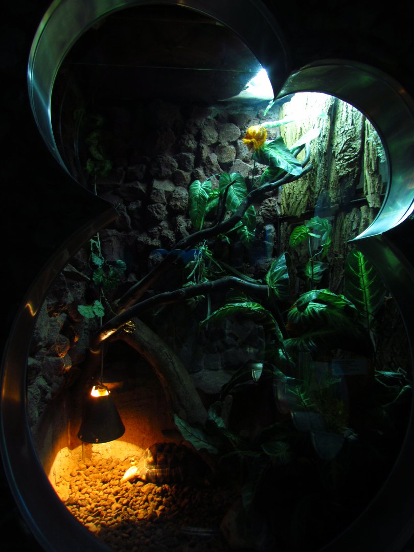 Radiated tortoise exhibit