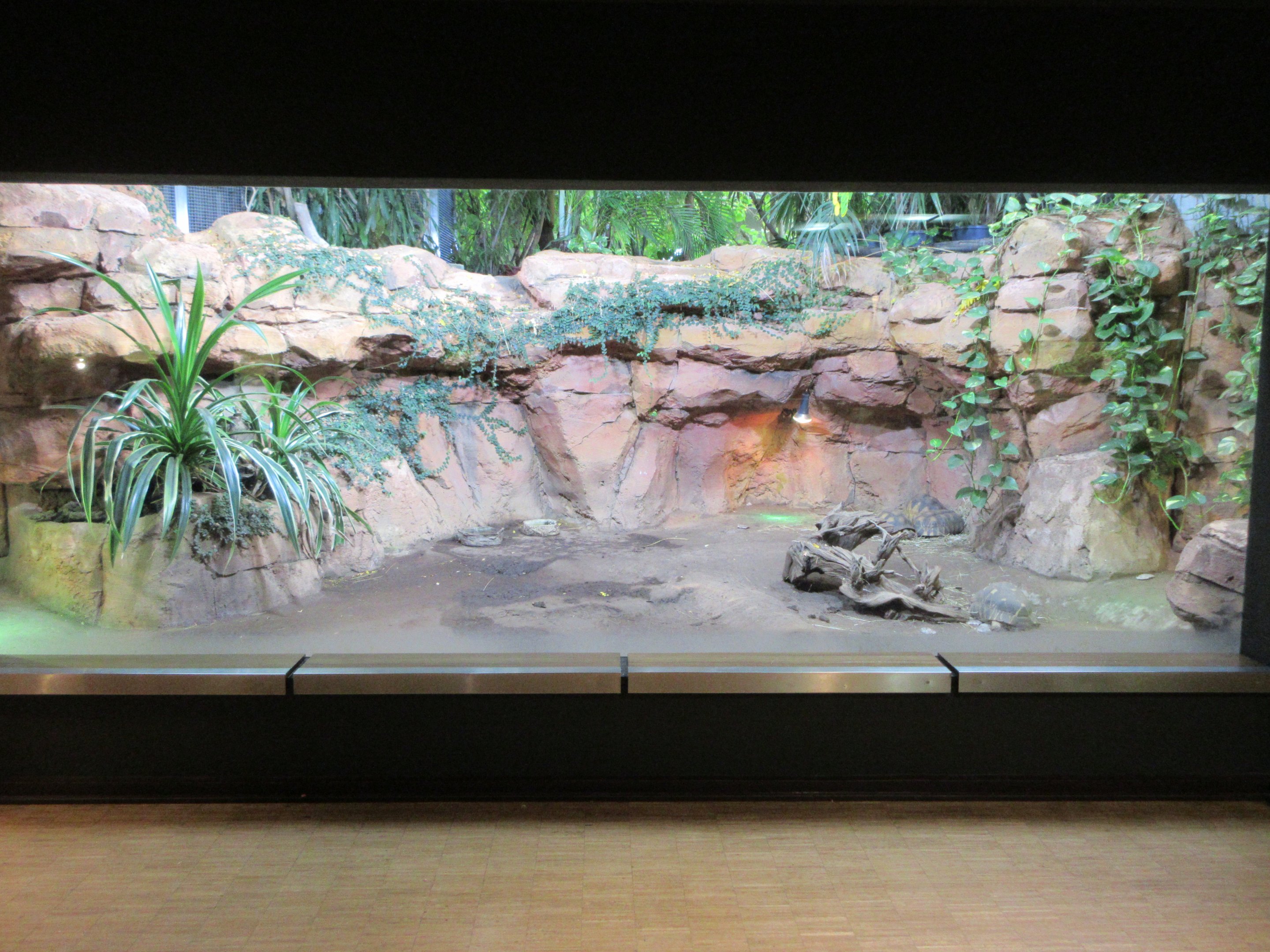 Radiated Tortoise Exhibit