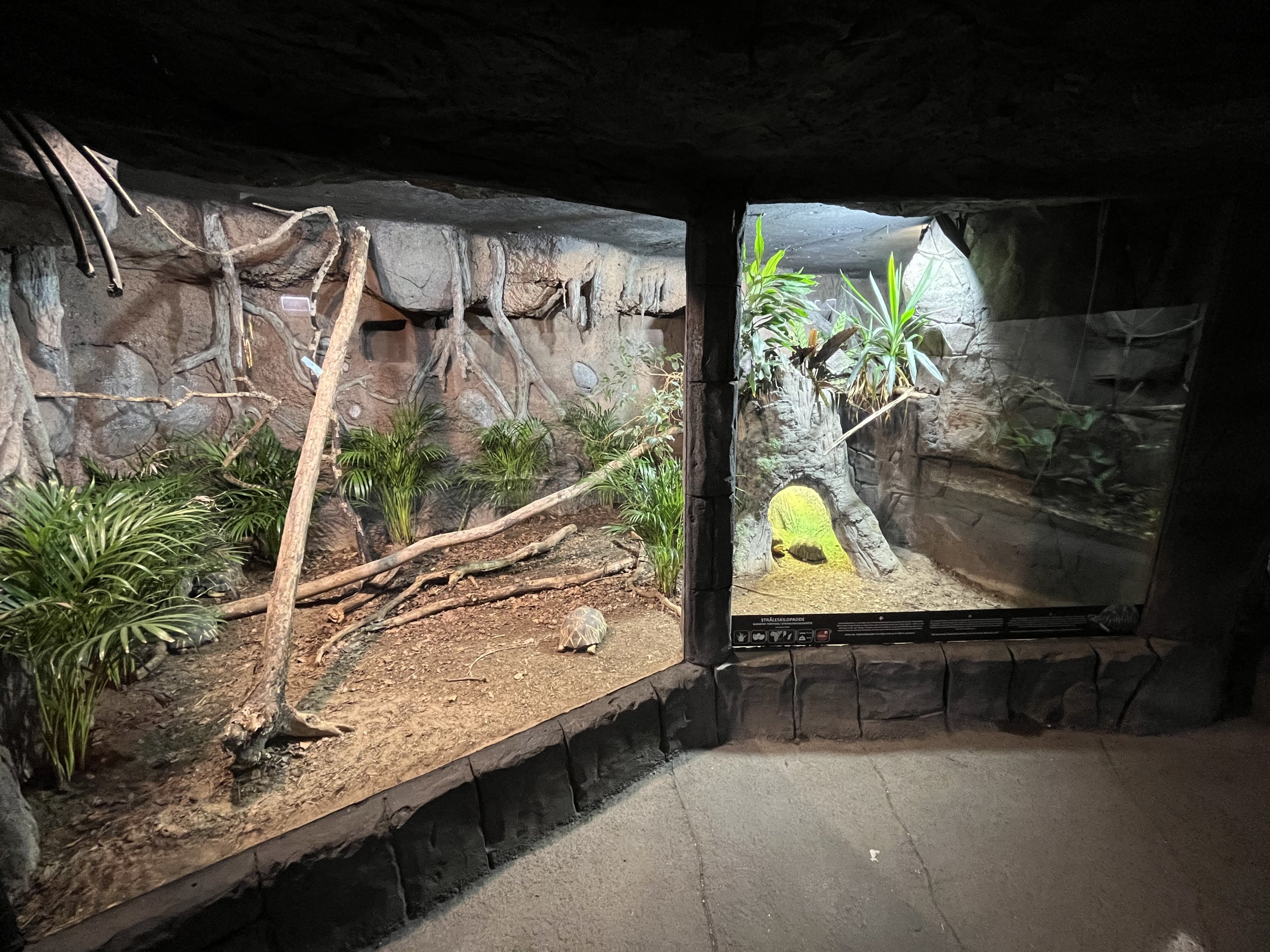 Radiated Tortoise Exhibit