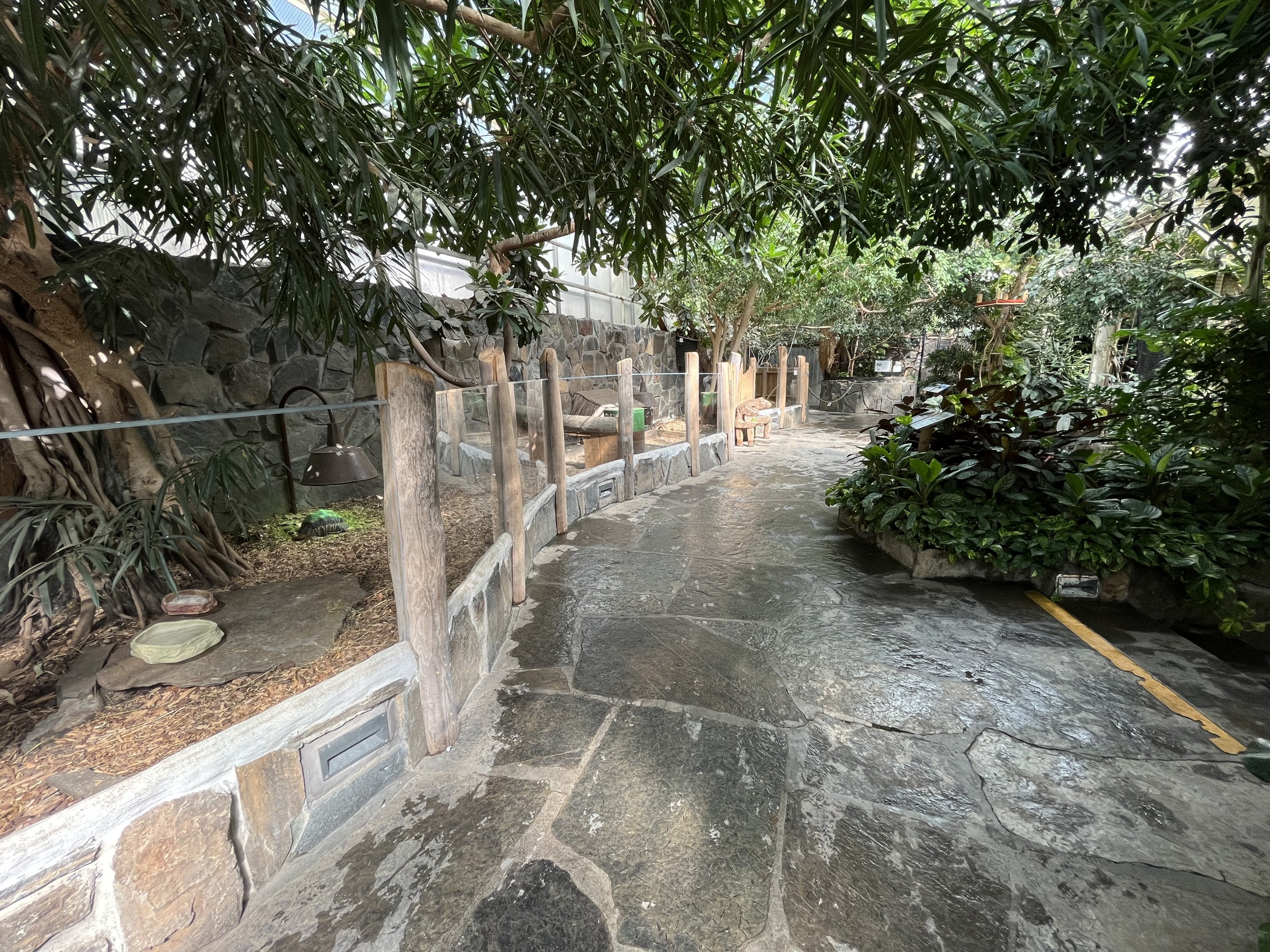 Radiated Tortoise Exhibit