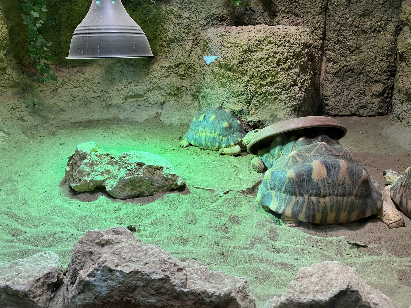 Radiated tortoise exhibit