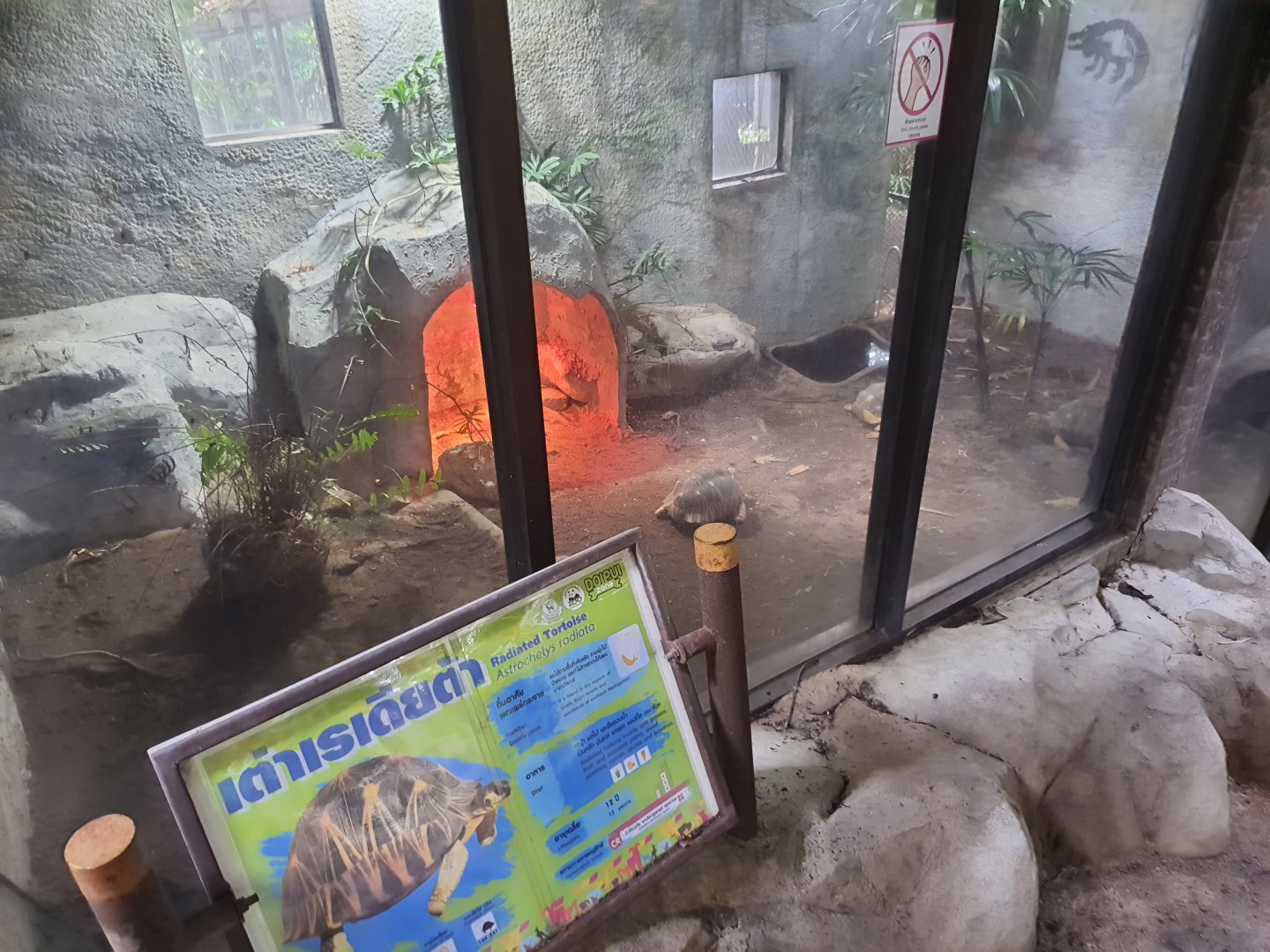 Radiated Tortoise Exhibit