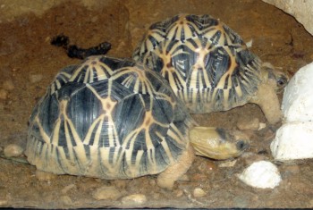 Radiated Tortoise (Geochelone radiata)