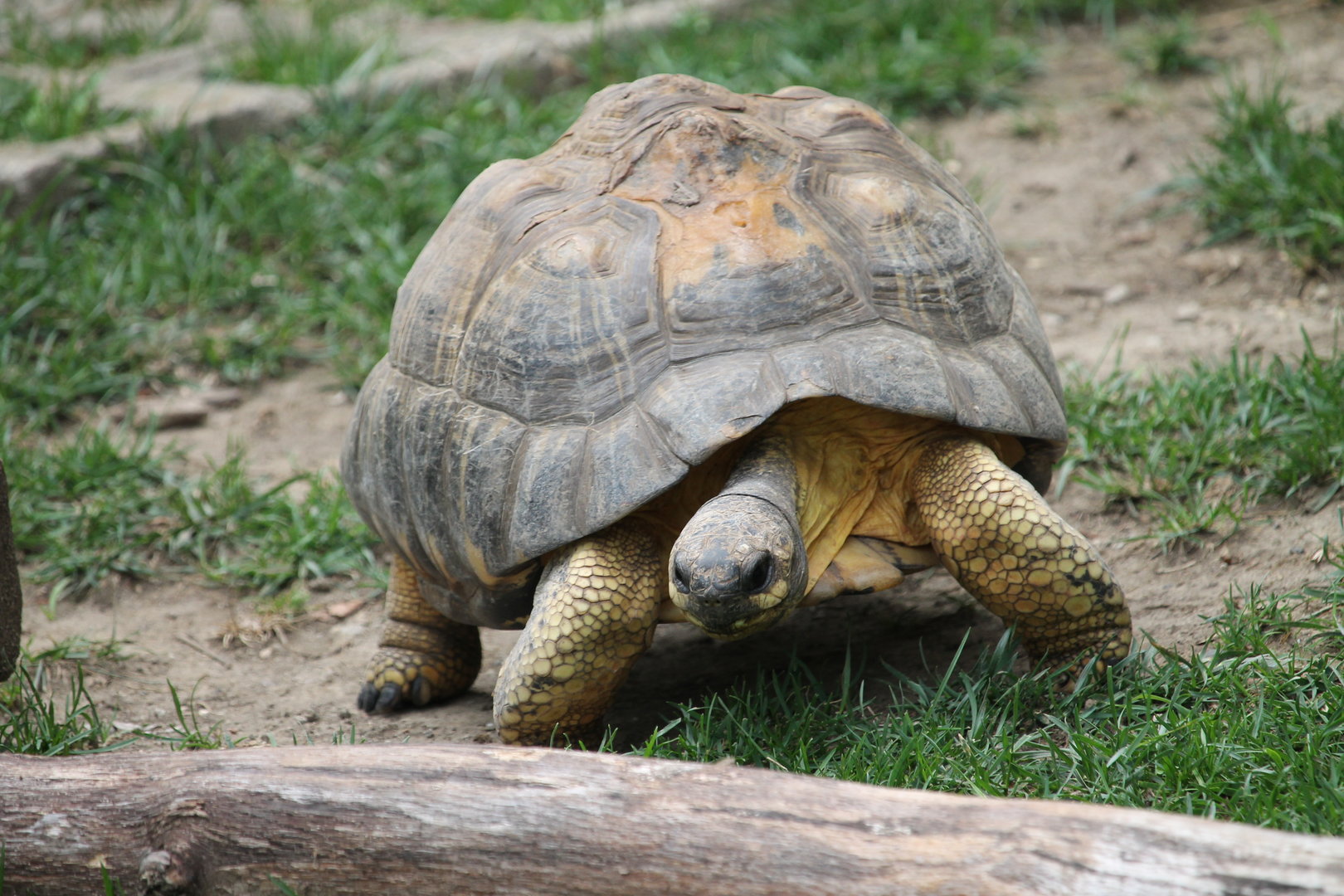 Radiated Tortoise (Geochelone radiata)