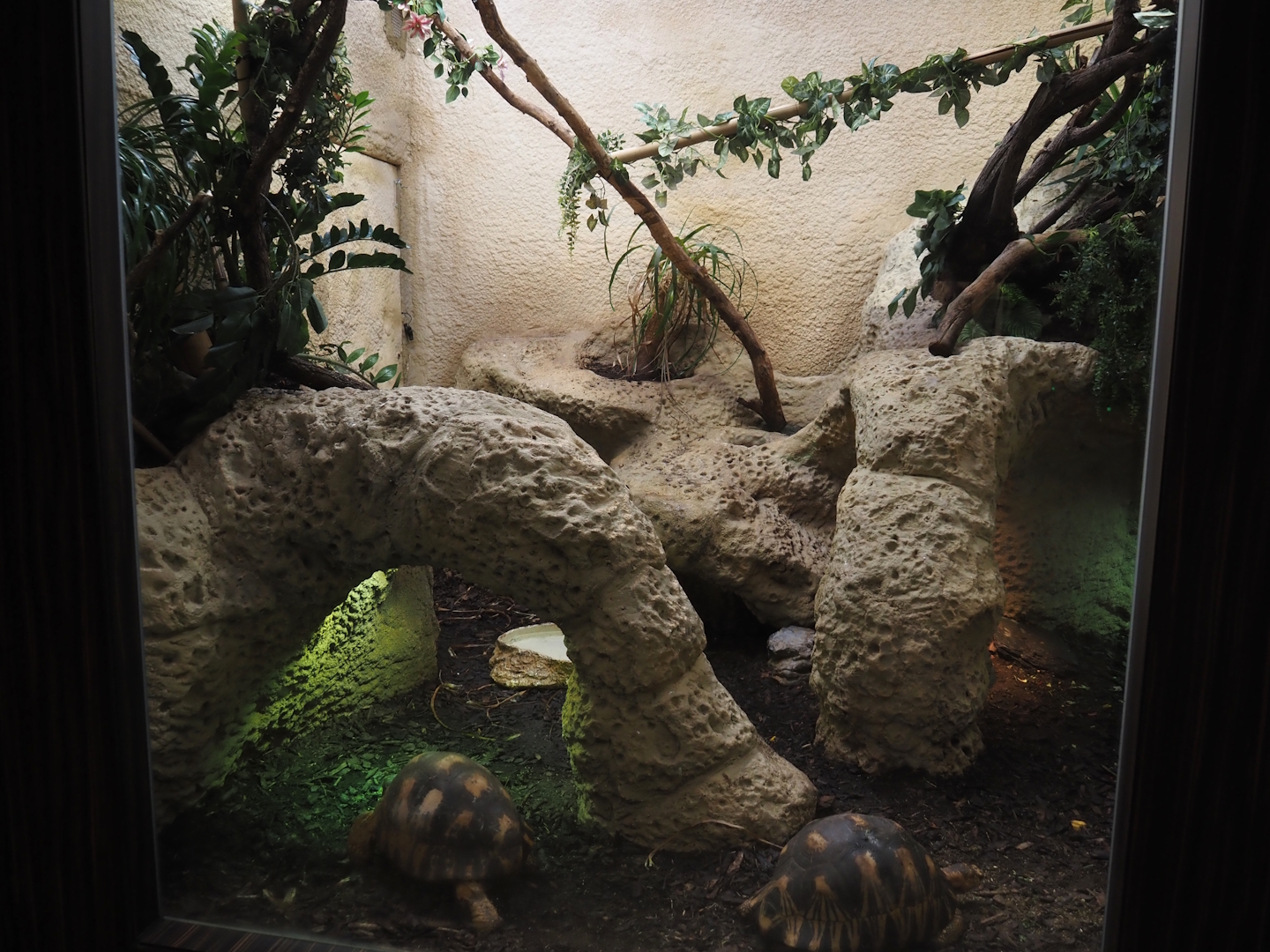 Radiated tortoise, Giant Madagascar day gecko and Madagascar tree boa terrarium, 2024-07-28