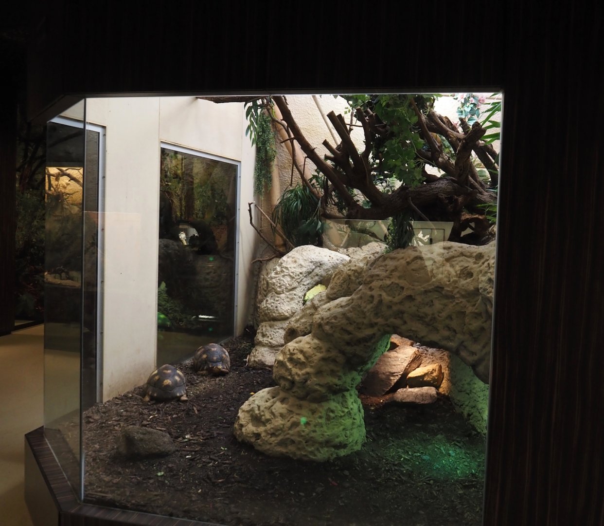 Radiated tortoise, Giant Madagascar day gecko and Madagascar tree boa terrarium, 2024-07-28