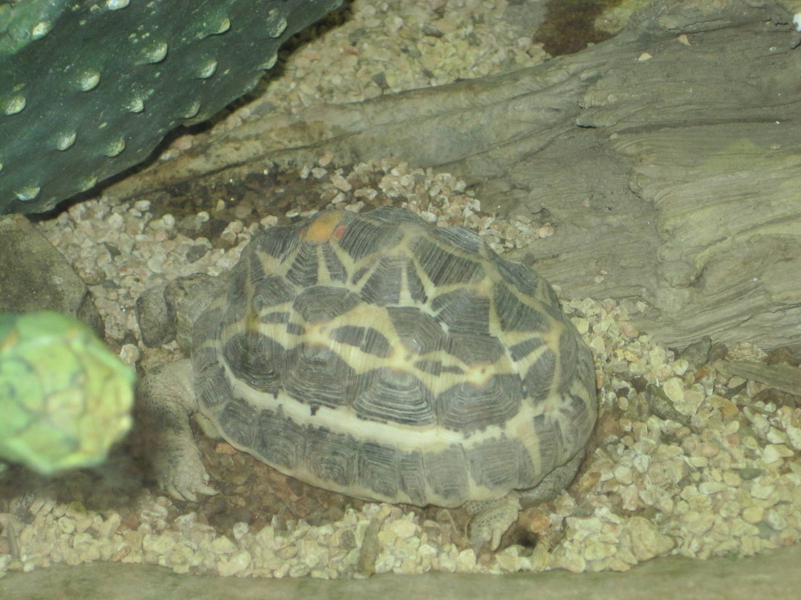 Radiated Tortoise Hatchling