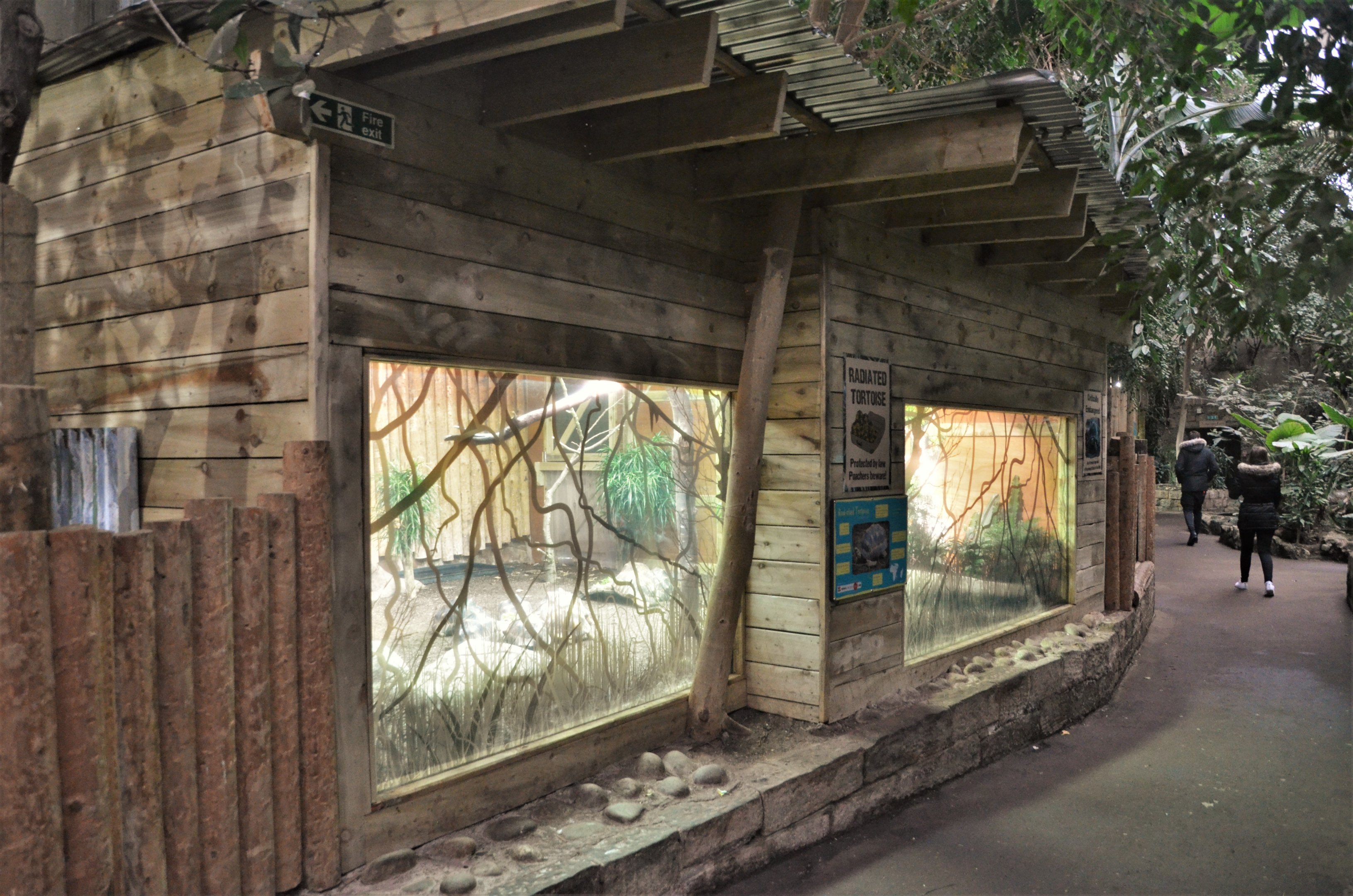 Radiated Tortoise House-within-a-Tropical-House at Chester 07/03/19