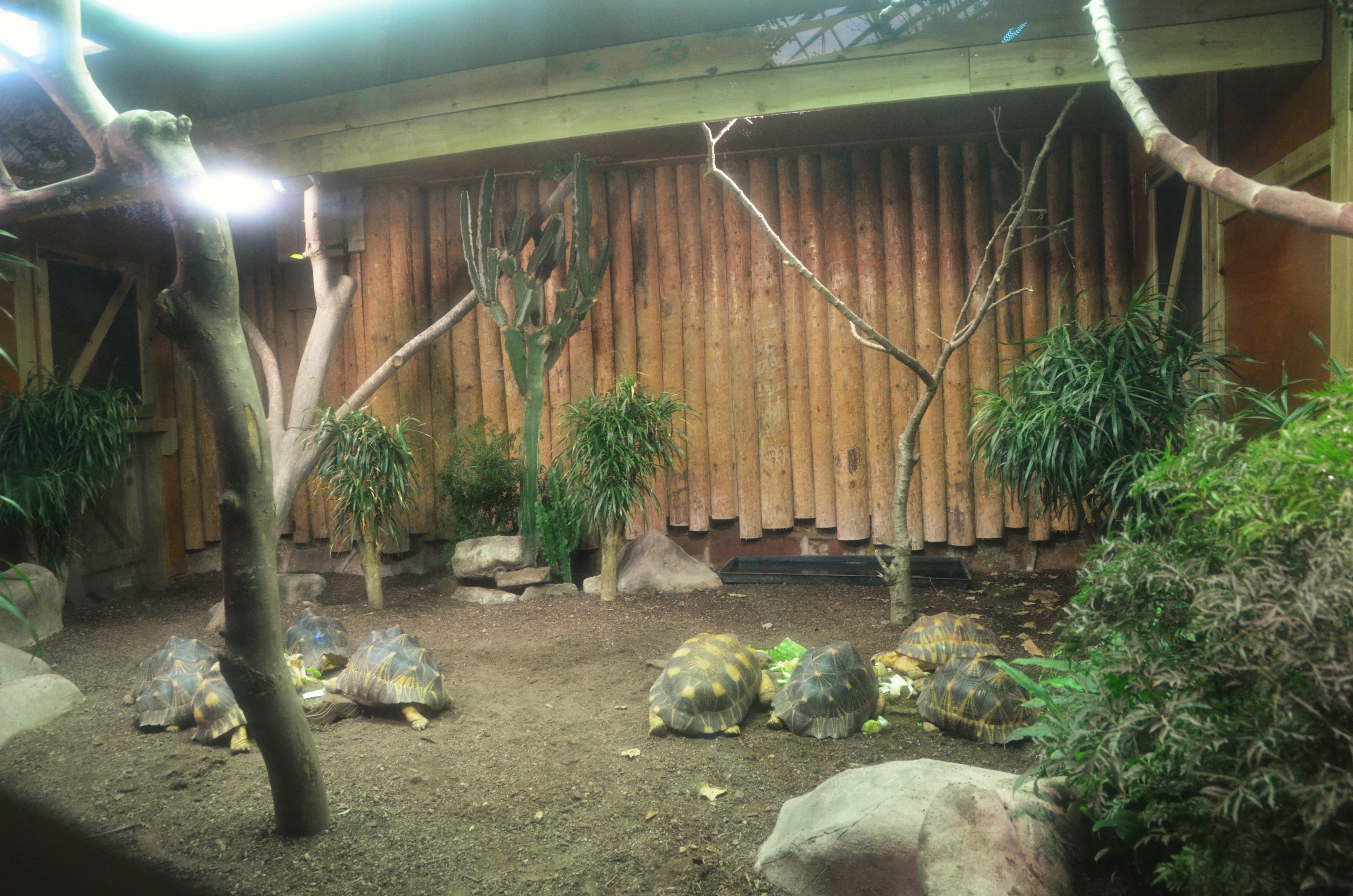Radiated Tortoise House-within-a-Tropical-House at Chester 07/03/19
