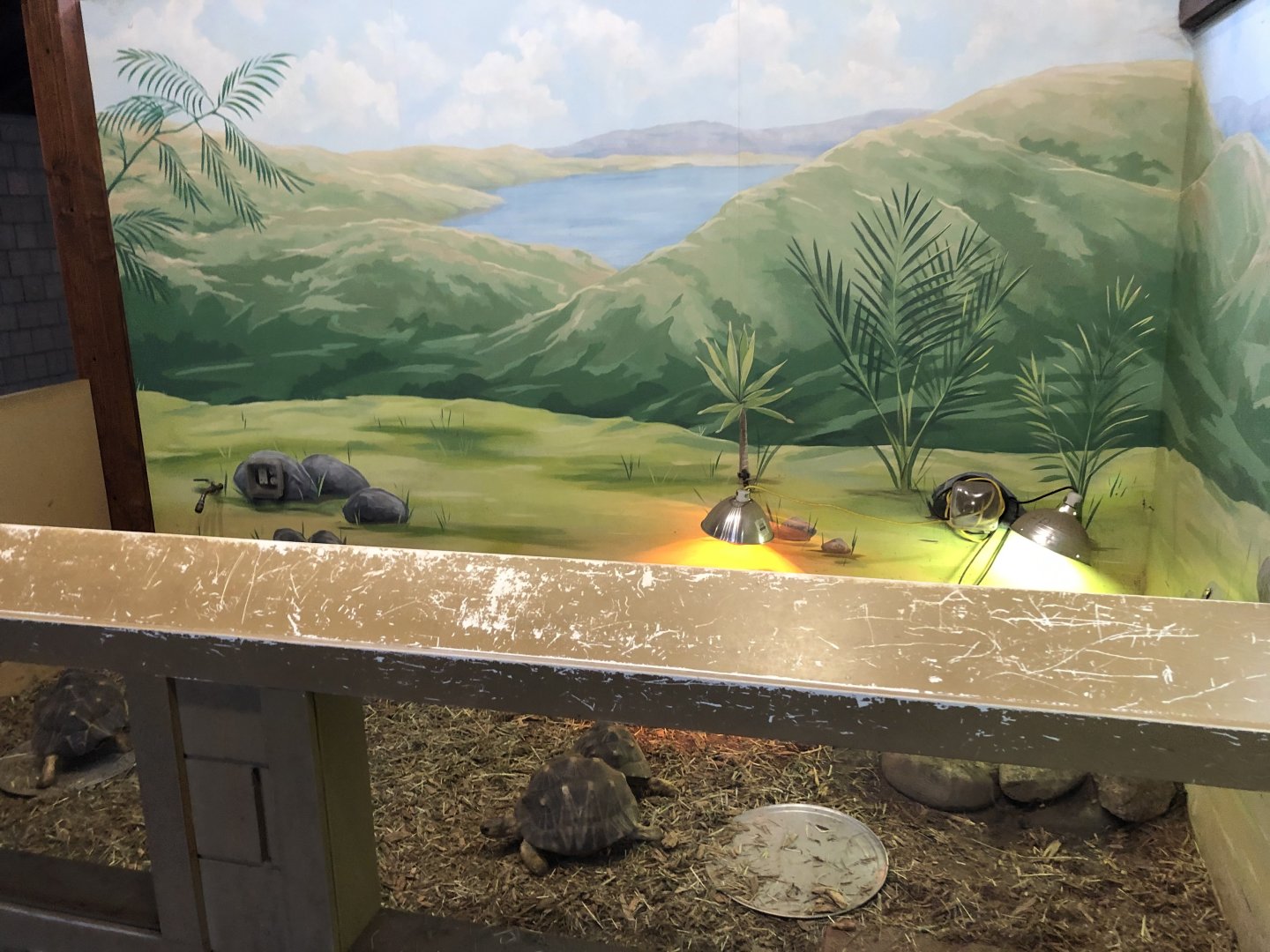 Radiated Tortoise Indoor Enclosure - Feb, 2020