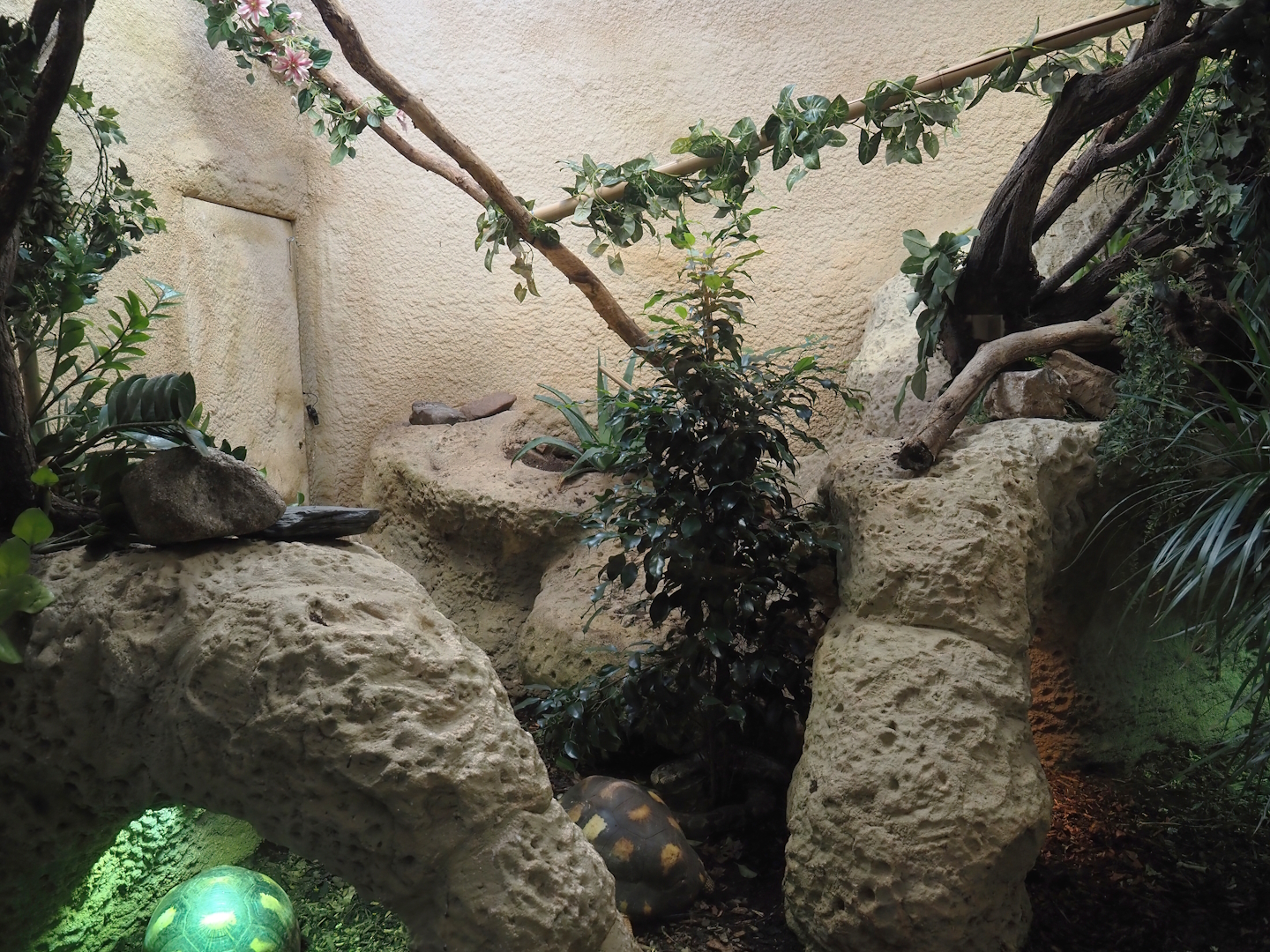 Radiated tortoise, Malagasy tree boa and Greater Madagascar day gecko terrarium, 2025-03-16