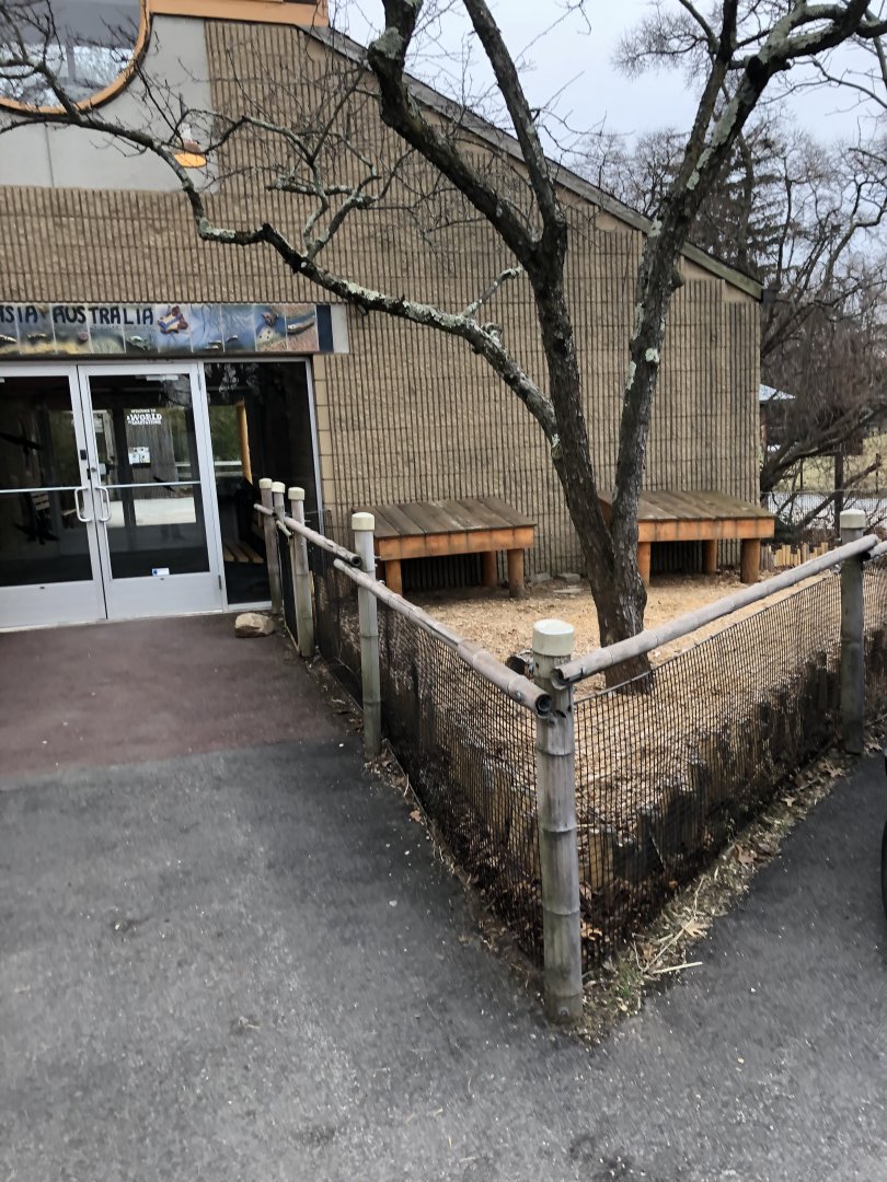 Radiated Tortoise Outdoor Enclosure - Feb, 2020