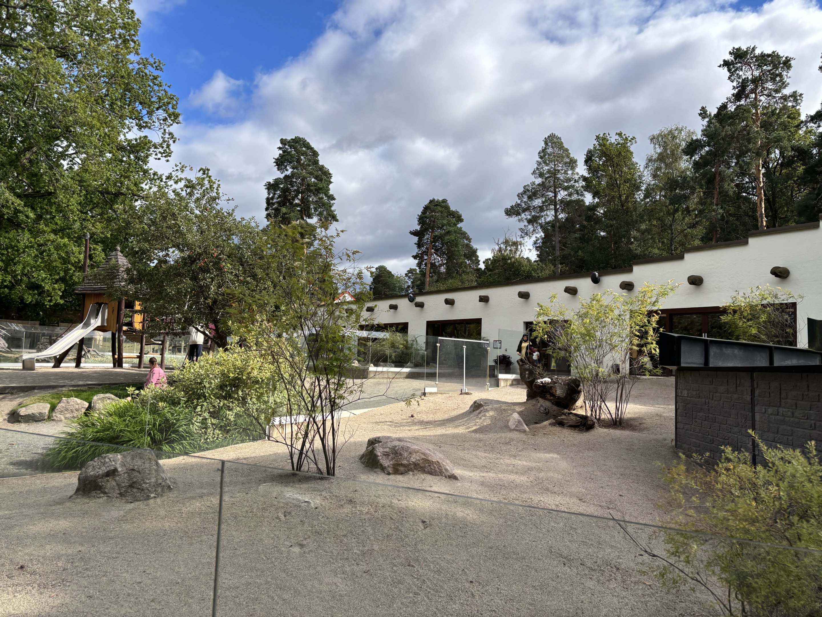 Radiated tortoise outdoors