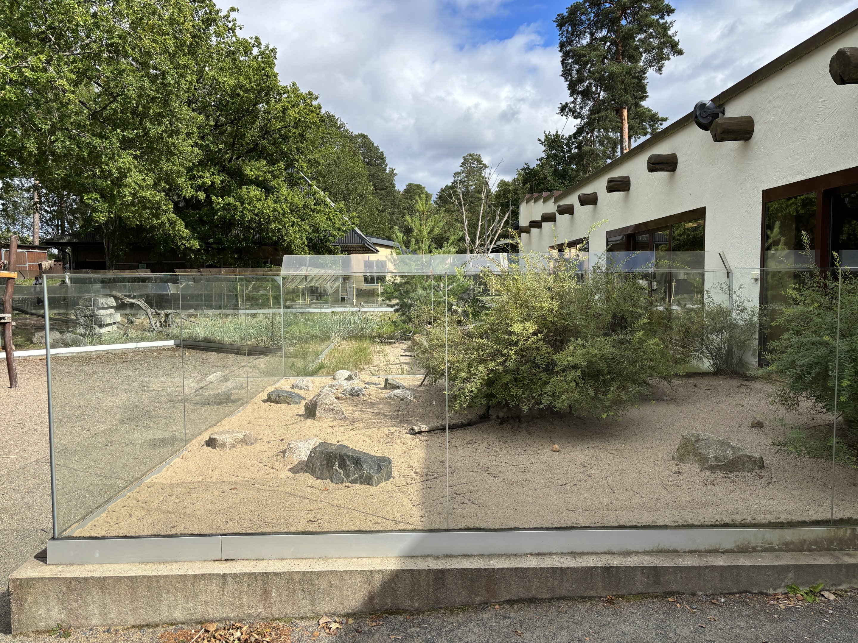 Radiated tortoise outdoors