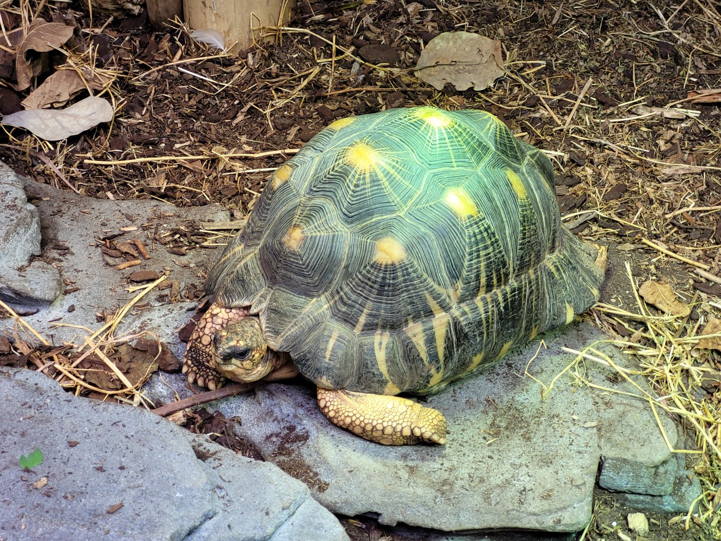 Radiated tortoise -Parc Zoologique de Paris (2022)