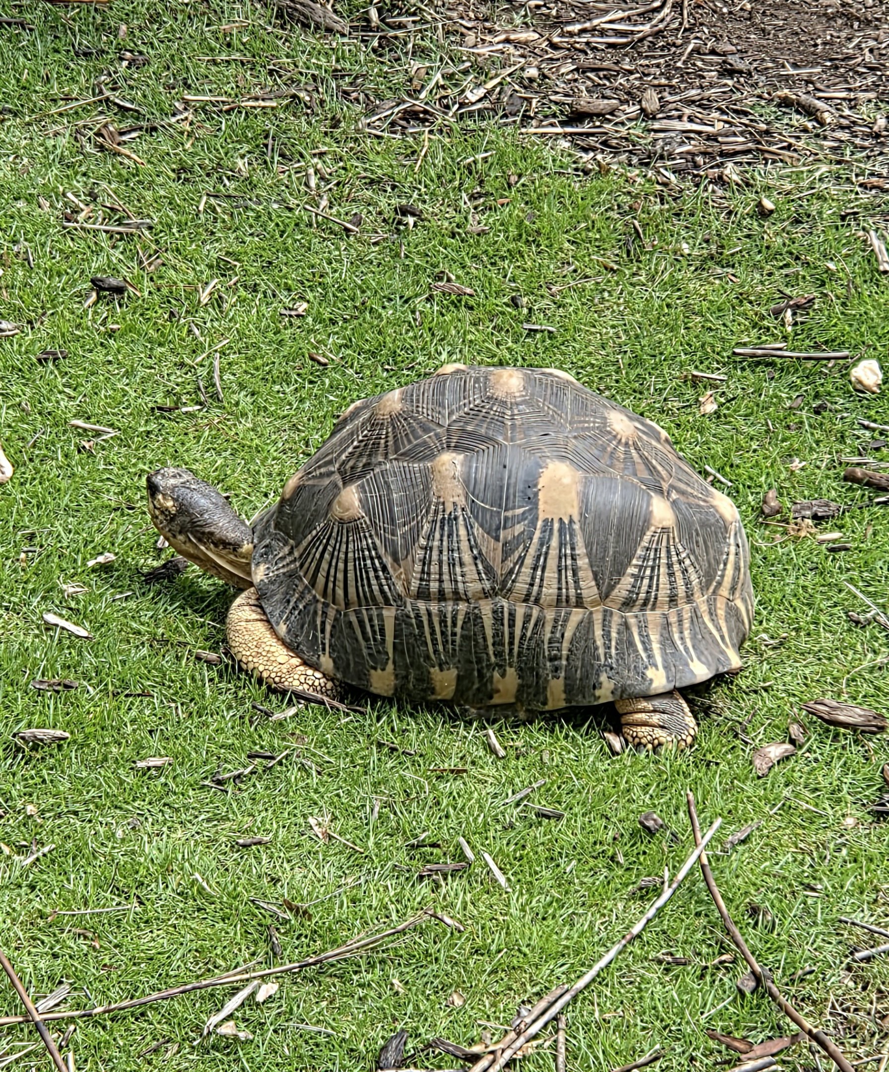 Radiated Tortoise - Riverbanks Zoo