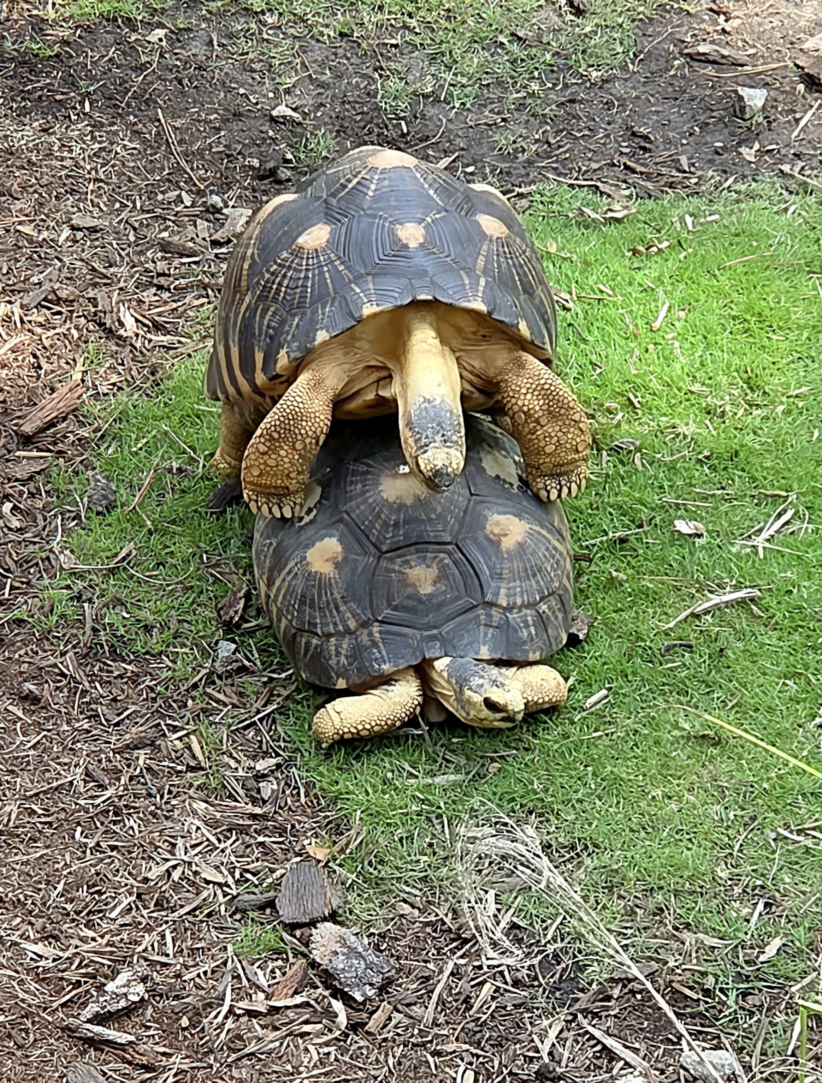 Radiated Tortoise - Riverbanks Zoo