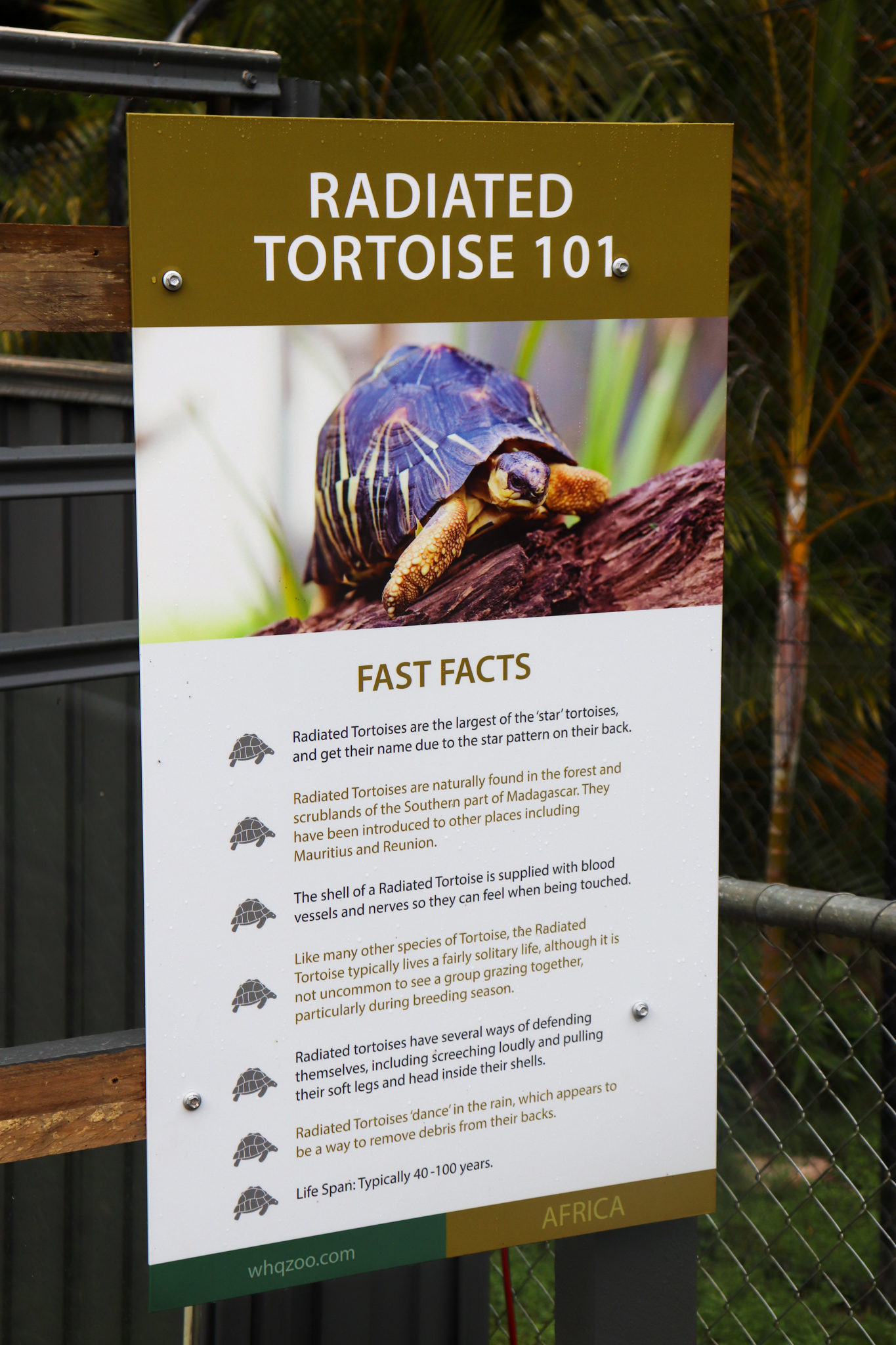 Radiated Tortoise Sign