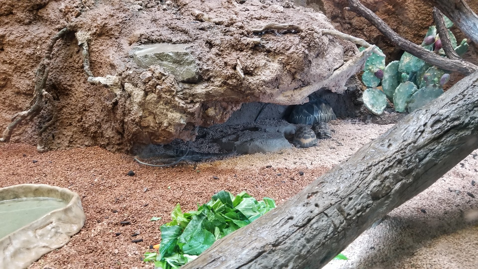 Radiated Tortoise, Spider Tortoise, and Spiny Iguana