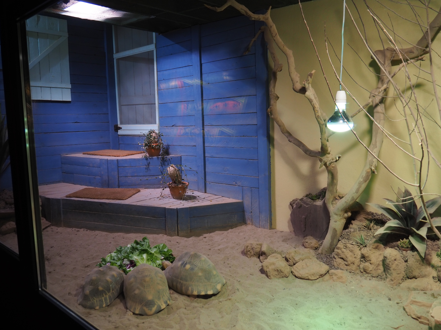 Radiated tortoise terrarium, 2019-10-04