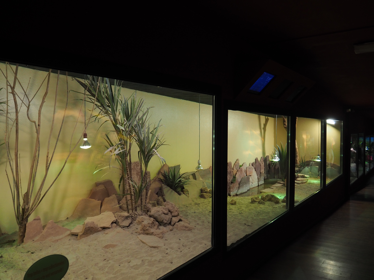 Radiated tortoise terrarium, 2019-10-04