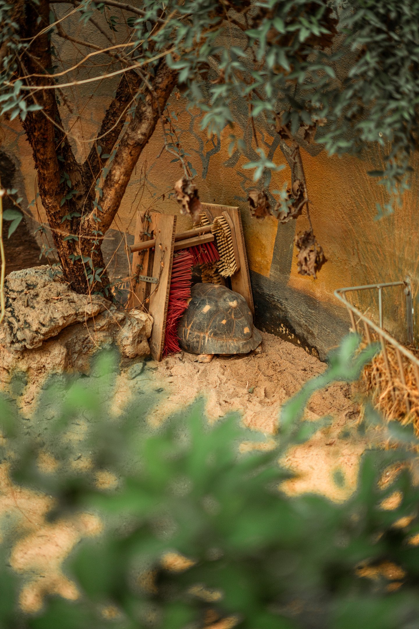 Radiated tortoise using enrichment tool