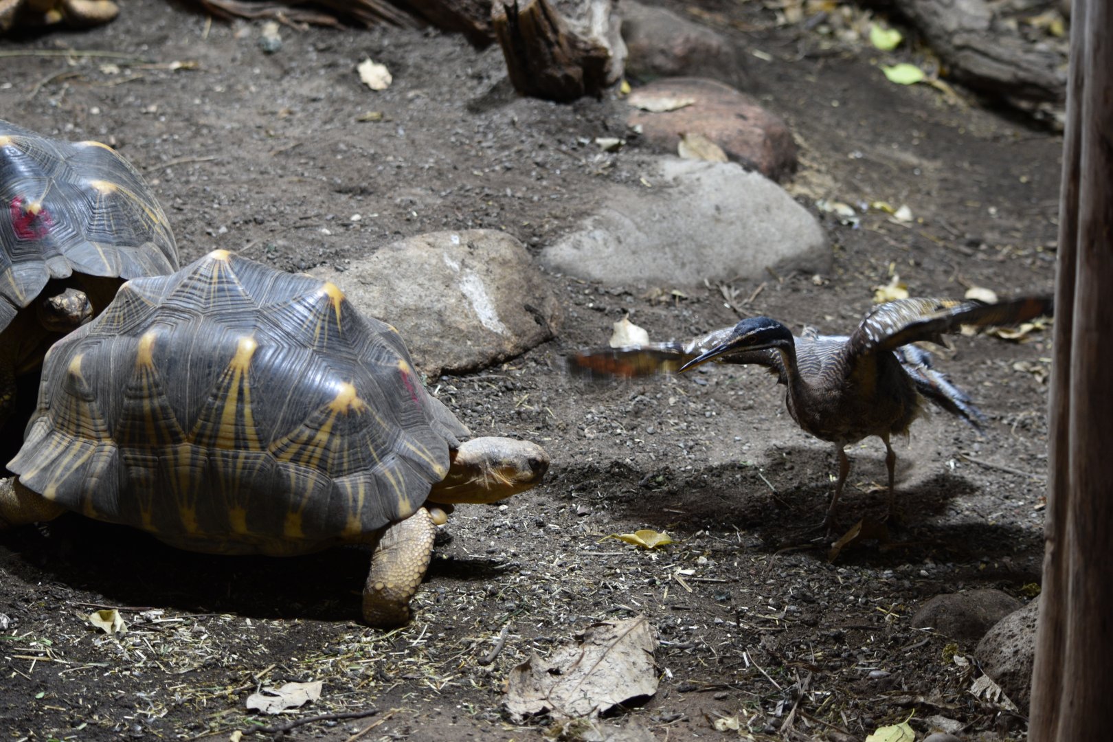 Radiated tortoise vs sunbittern