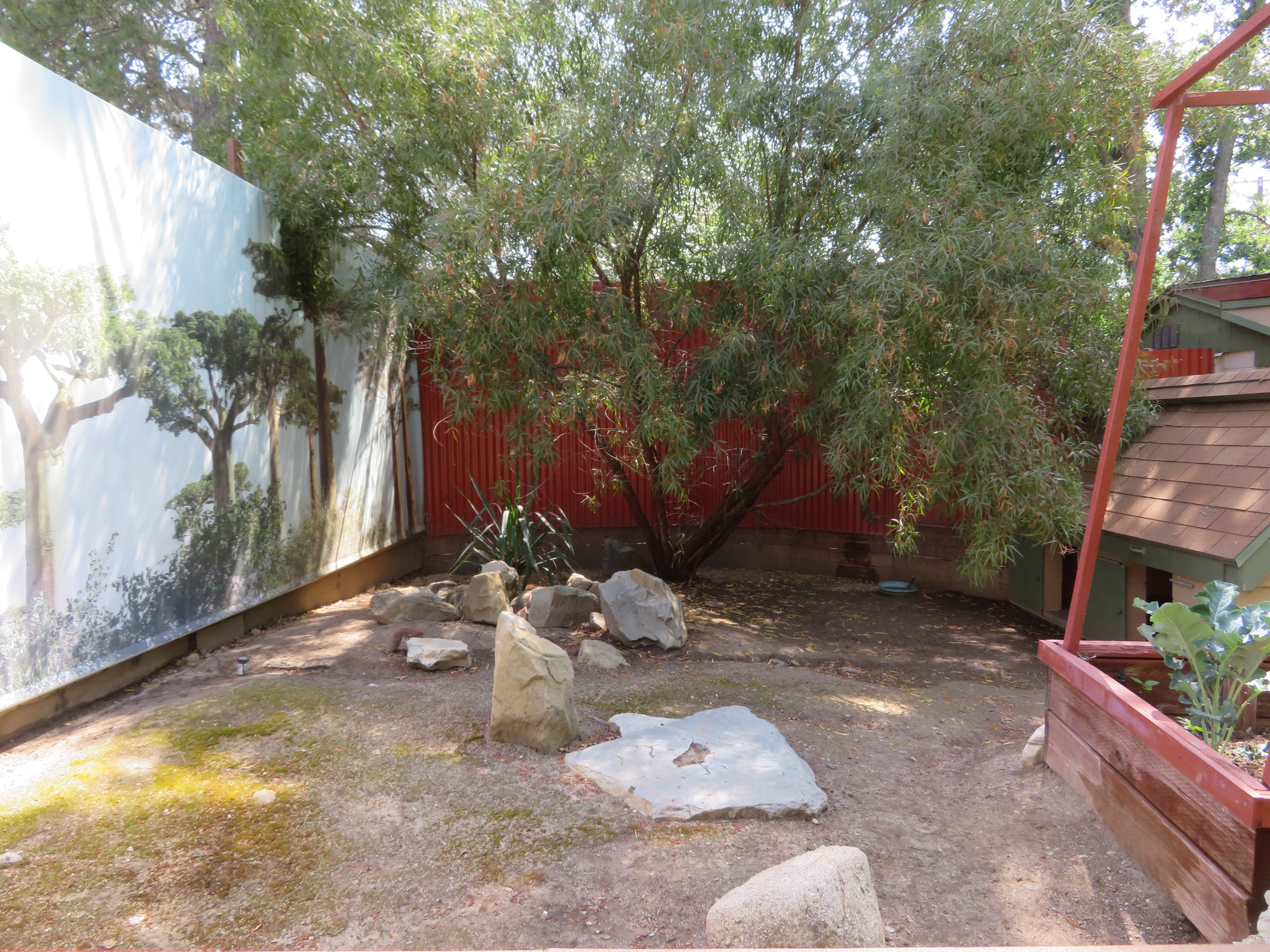 Radiated Tortoise Yard