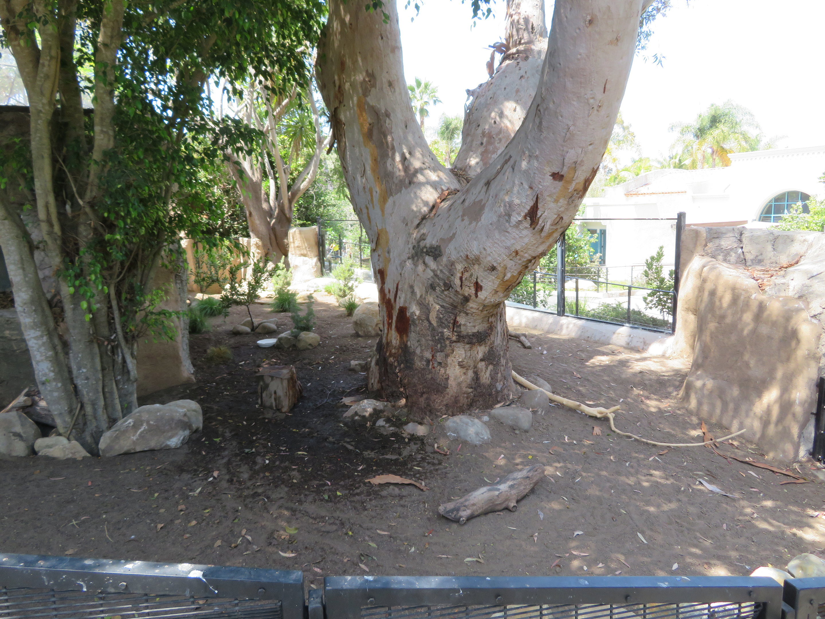 Radiated Tortoise Yard