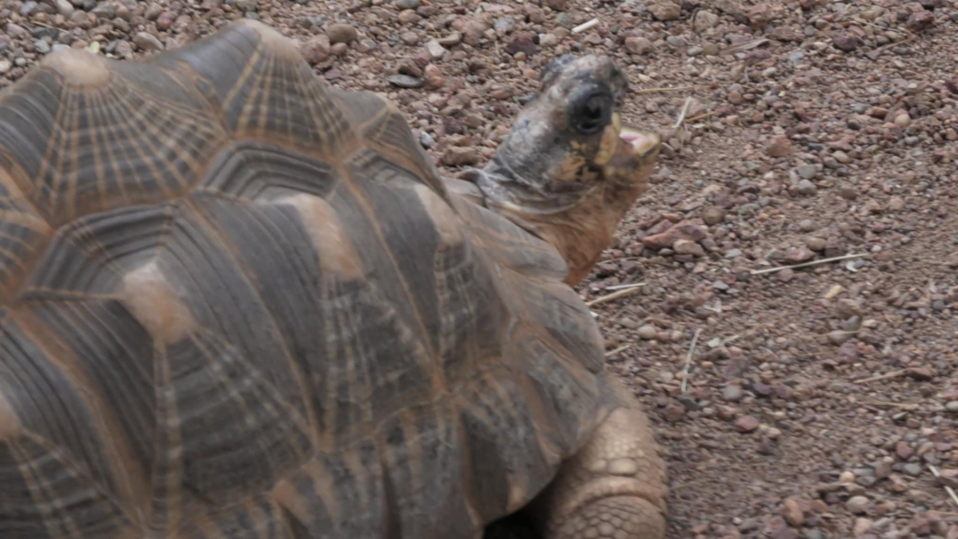 Radiated tortoise yawning