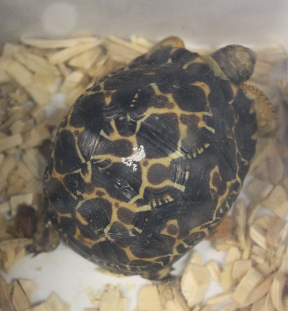 Radiated tortoise - Young