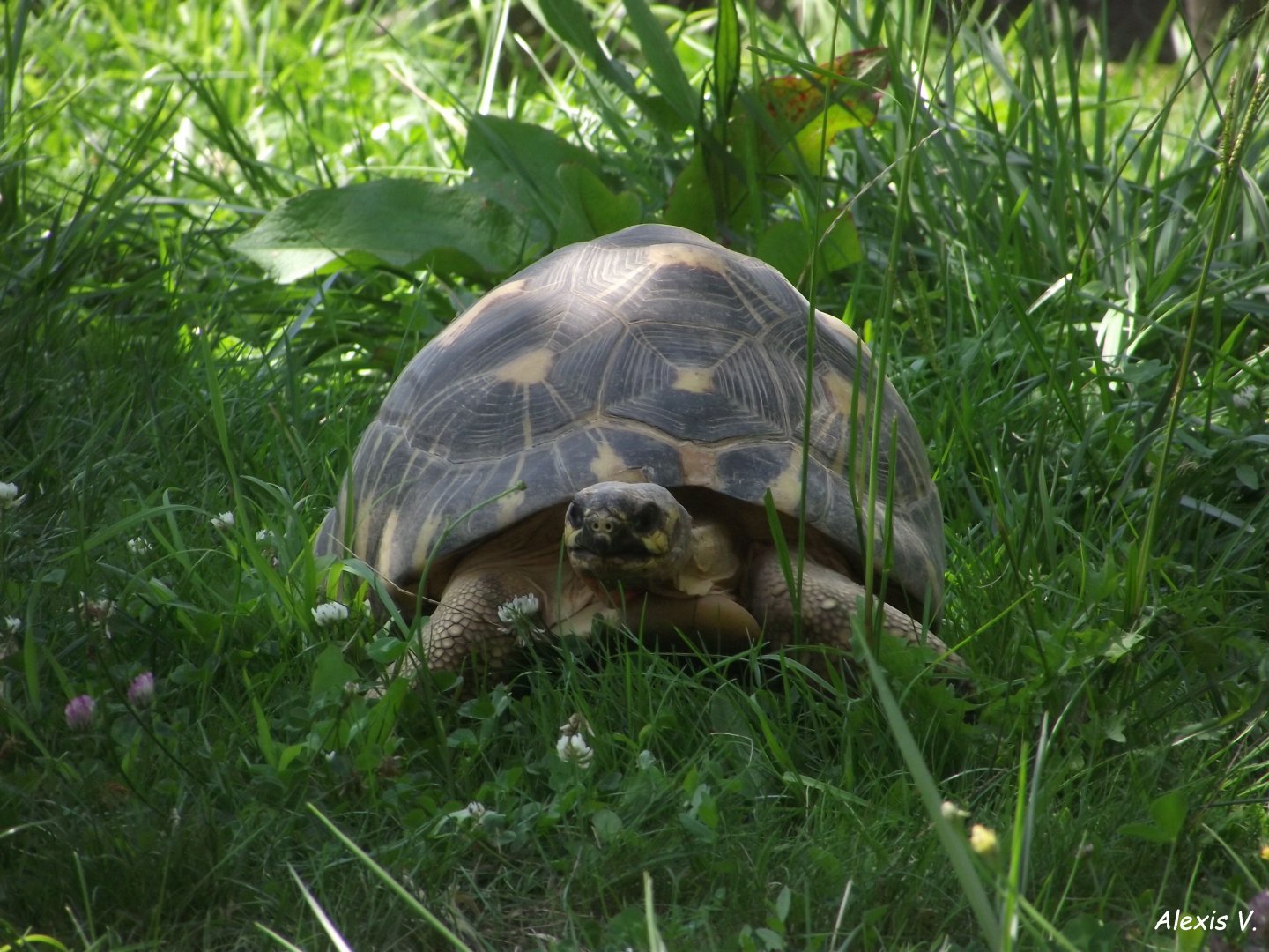 Radiated Tortoise - Zooparc de Beauval - 08/2023