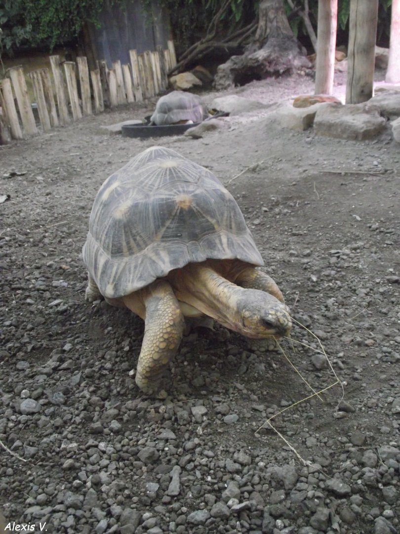 Radiated Tortoise - Zooparc de Beauval - 13/10/2024