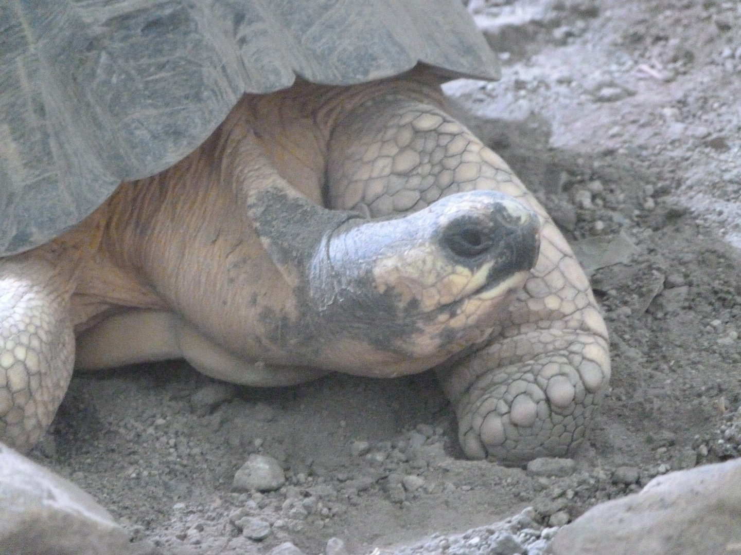 Radiated tortoise -ZooParc de Beauval (2025)
